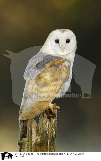Schleiereule / barn owl / FLPA-04016