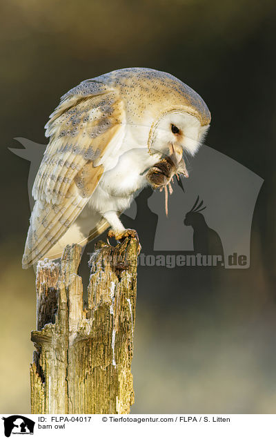 Schleiereule / barn owl / FLPA-04017