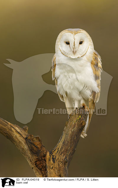 Schleiereule / barn owl / FLPA-04019