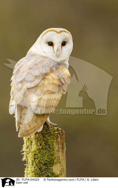 Schleiereule / barn owl / FLPA-04020
