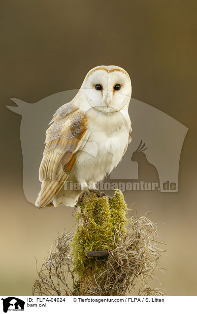 barn owl / FLPA-04024