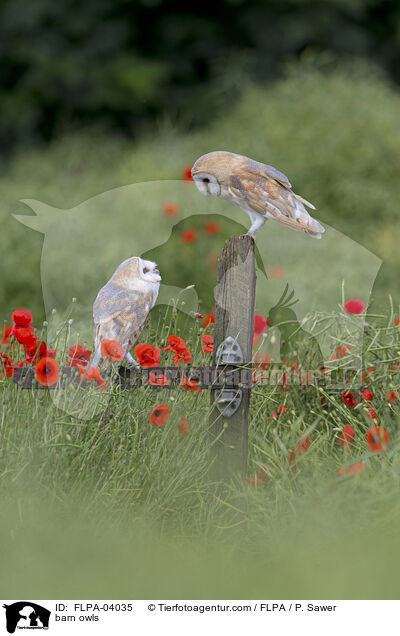 barn owls / FLPA-04035