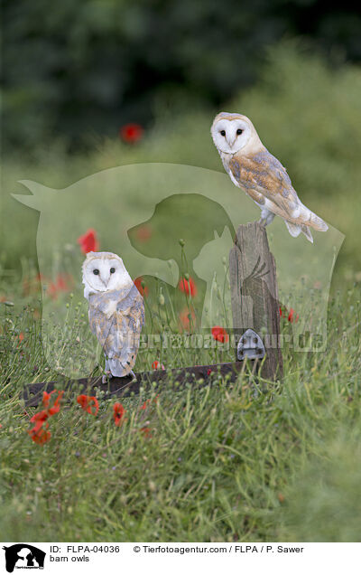 barn owls / FLPA-04036