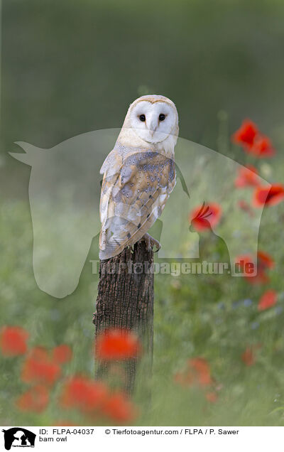 barn owl / FLPA-04037
