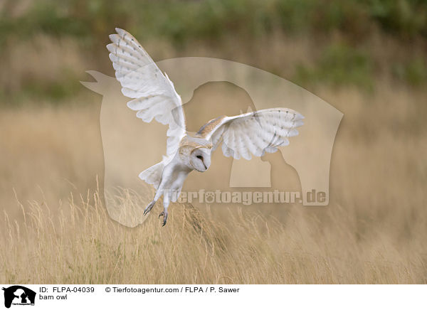 barn owl / FLPA-04039