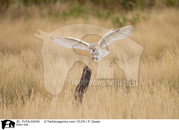 Schleiereule / barn owl / FLPA-04040