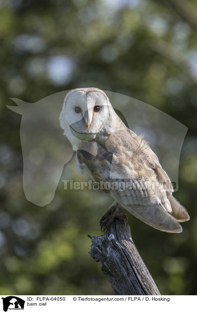 barn owl / FLPA-04050