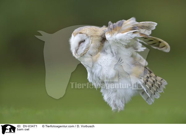 Schleiereule / barn owl / DV-03471