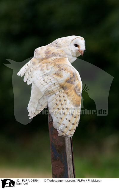 barn owl / FLPA-04594