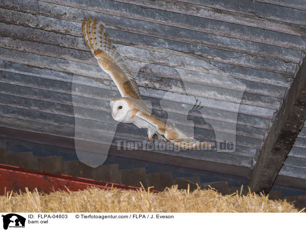 Schleiereule / barn owl / FLPA-04603