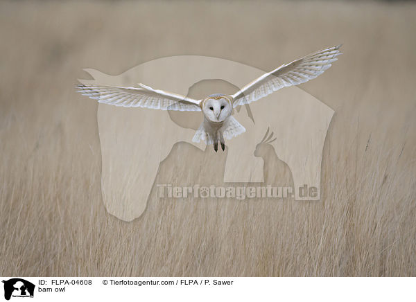 barn owl / FLPA-04608