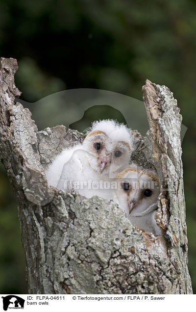 barn owls / FLPA-04611