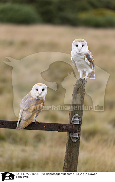 barn owls / FLPA-04643