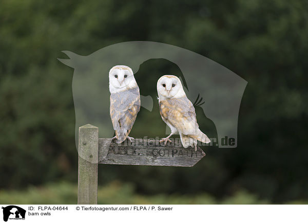 Schleiereulen / barn owls / FLPA-04644