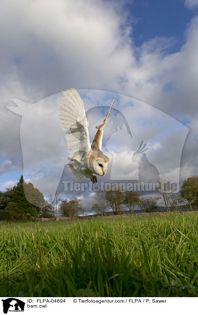 barn owl / FLPA-04694