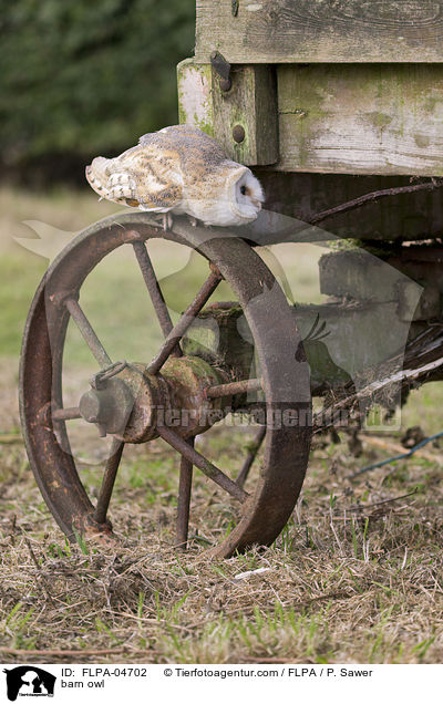 Schleiereule / barn owl / FLPA-04702