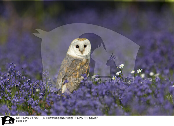 Schleiereule / barn owl / FLPA-04709