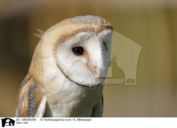 Schleiereule / barn owl / AM-06056