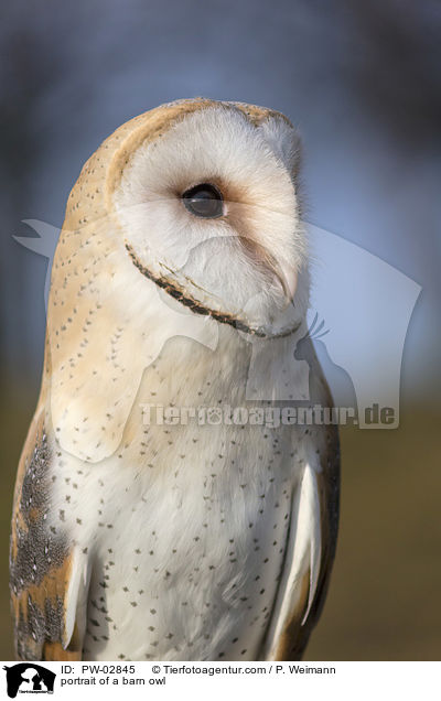 Portrait einer Schleiereule / portrait of a barn owl / PW-02845