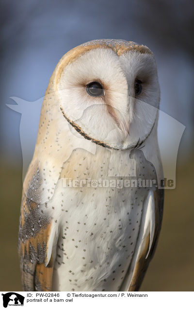 Portrait einer Schleiereule / portrait of a barn owl / PW-02846