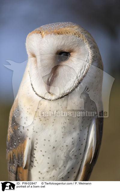 Portrait einer Schleiereule / portrait of a barn owl / PW-02847
