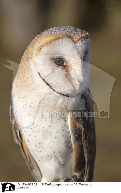 Schleiereule / barn owl / PW-02851