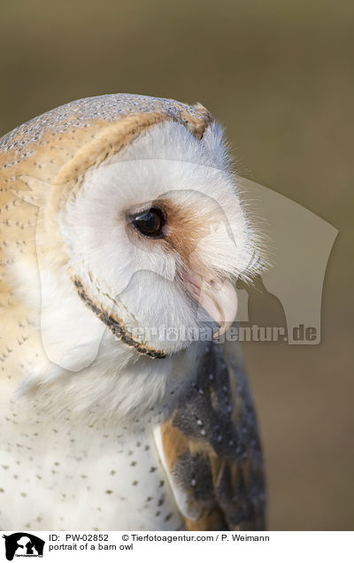 Portrait einer Schleiereule / portrait of a barn owl / PW-02852