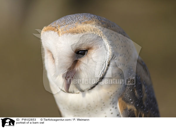 Portrait einer Schleiereule / portrait of a barn owl / PW-02853