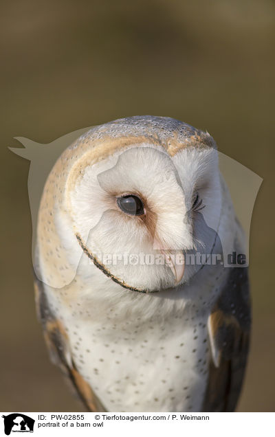 Portrait einer Schleiereule / portrait of a barn owl / PW-02855