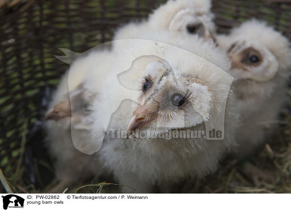 junge Schleiereulen / young barn owls / PW-02862