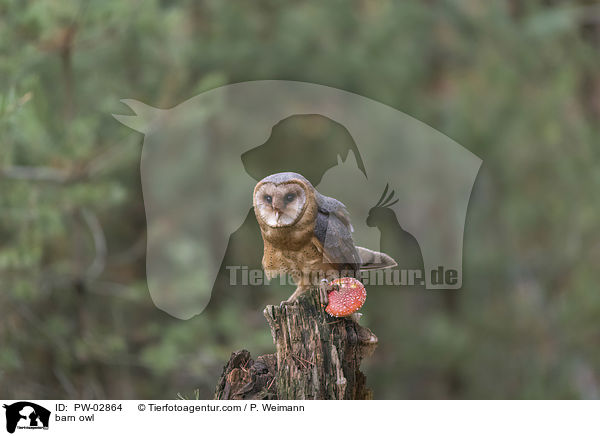 Schleiereule / barn owl / PW-02864