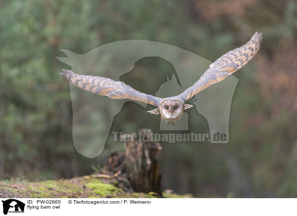 fliegende Schleiereule / flying barn owl / PW-02865