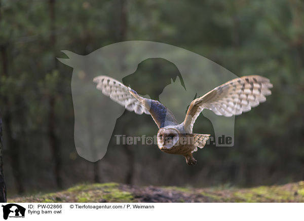 fliegende Schleiereule / flying barn owl / PW-02866