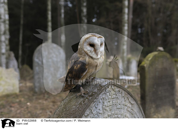Schleiereule / barn owl / PW-02868