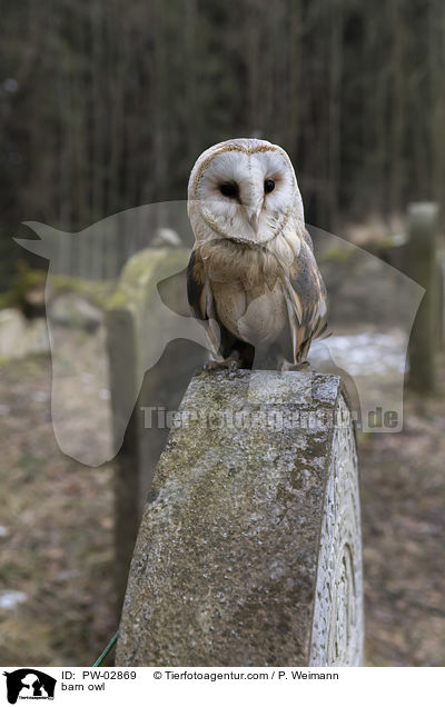 Schleiereule / barn owl / PW-02869