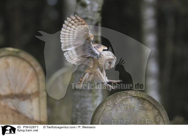 fliegende Schleiereule / flying barn owl / PW-02871
