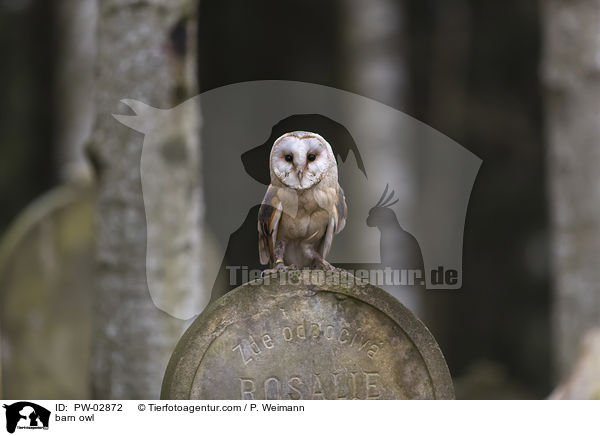 Schleiereule / barn owl / PW-02872