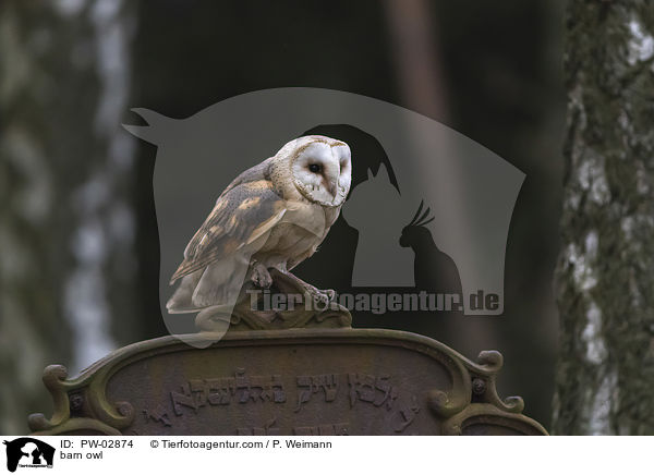 Schleiereule / barn owl / PW-02874