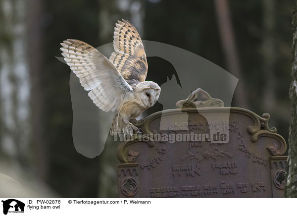 fliegende Schleiereule / flying barn owl / PW-02876