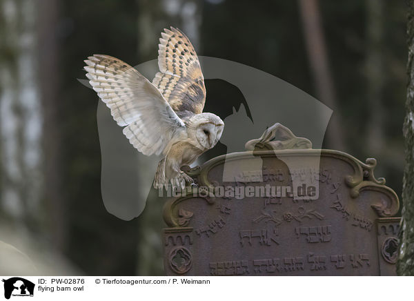 flying barn owl / PW-02876