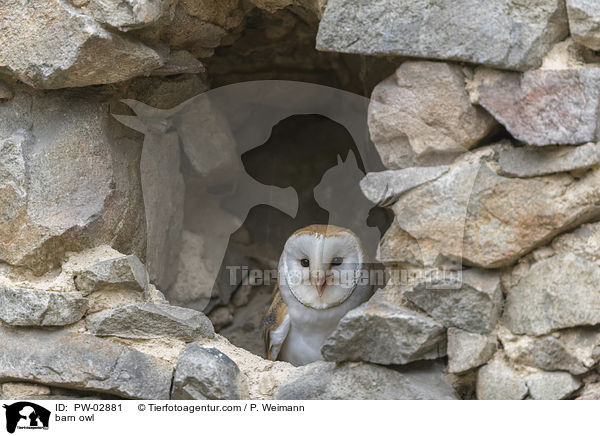 barn owl / PW-02881