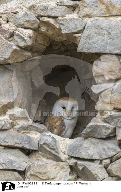 Schleiereule / barn owl / PW-02883