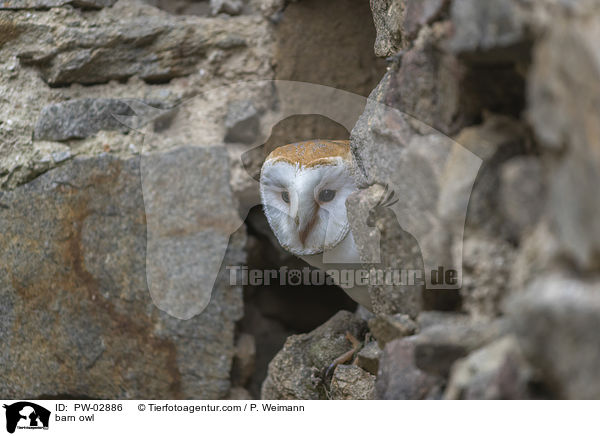 barn owl / PW-02886