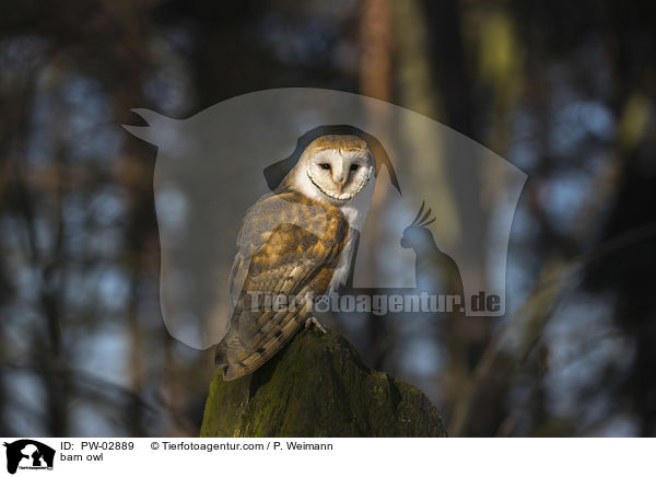 Schleiereule / barn owl / PW-02889