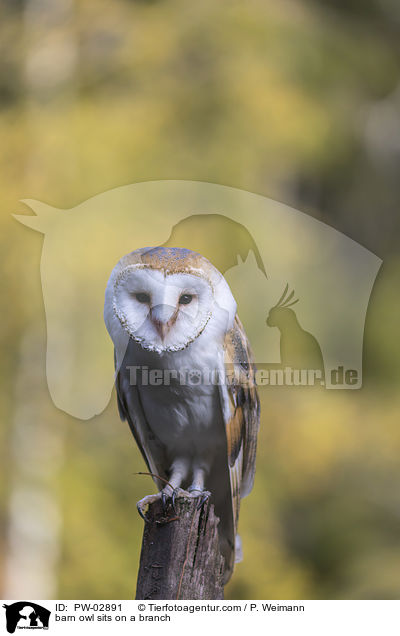barn owl sits on a branch / PW-02891