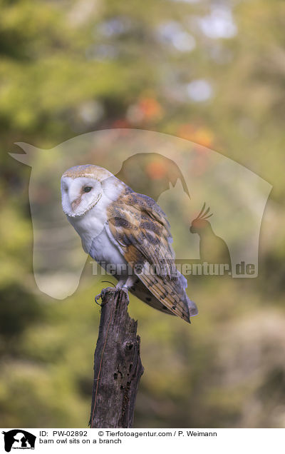 barn owl sits on a branch / PW-02892
