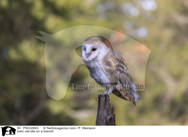barn owl sits on a branch / PW-02893