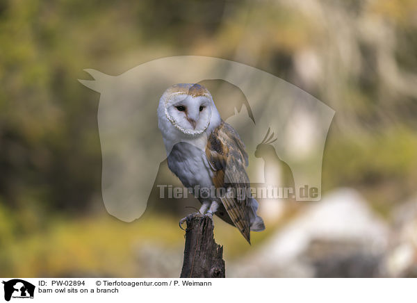 barn owl sits on a branch / PW-02894