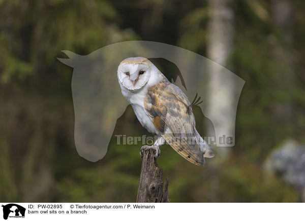 Schleiereule sitzt auf einem Ast / barn owl sits on a branch / PW-02895