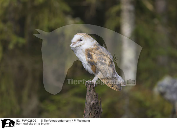 barn owl sits on a branch / PW-02896